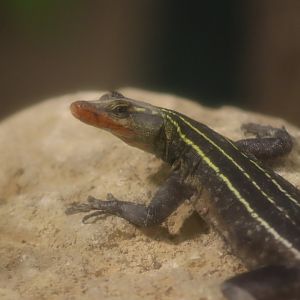 Emperor Flat Lizard - 7 July 2024