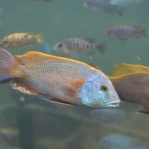 Cichlid - 7 July 2024