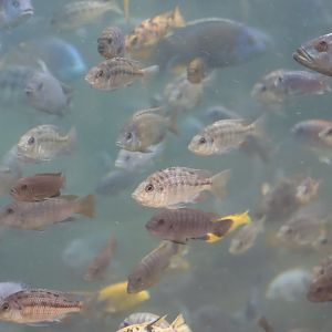 Cichlids - 7 July 2024