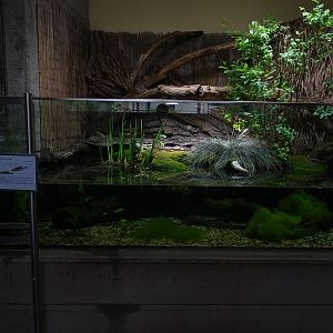 Paludarium for marsh frog and stickleback