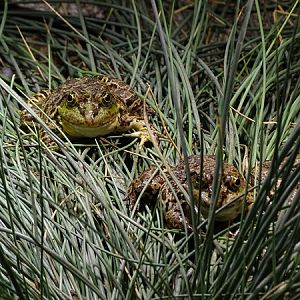 Marsh frog (Pelophylax ridibundus)