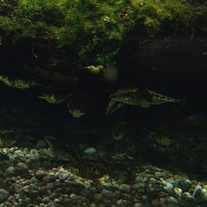 Three-spined stickleback (Gasterosteus aculeatus)