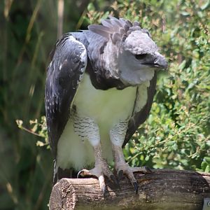 Harpy Eagle - 7 July 2024