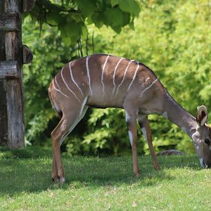 Southern Lesser Kudu - 7 July 2024