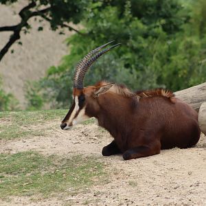 Sable Antelope - 7 July 2024