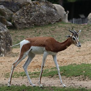 Mhorr Gazelle - 7 July 2024
