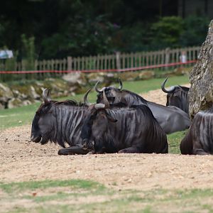 Blue Wildebeest - 7 July 2024