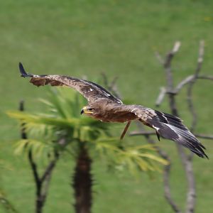 Steppe Eagle - 7 July 2024