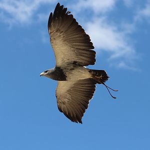 Chilean Blue Eagle - 7 July 2024