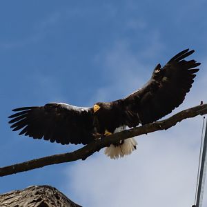 Steller's Sea Eagle - 7 July 2024