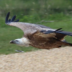 Eurasian Griffon Vulture - 7 July 2024