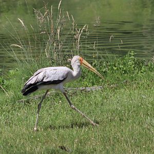 Yellow-billed Stork - 7 July 2024