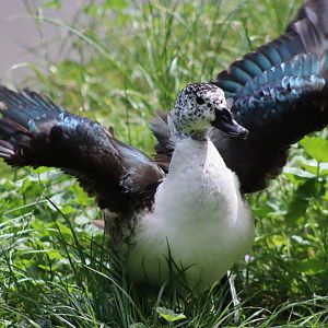 Comb Duck - 7 July 2024