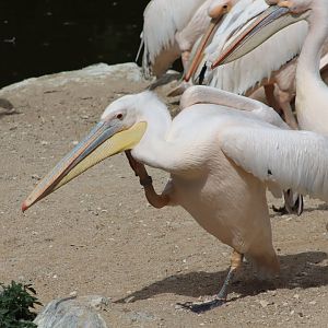 Eastern White Pelican - 7 July 2024