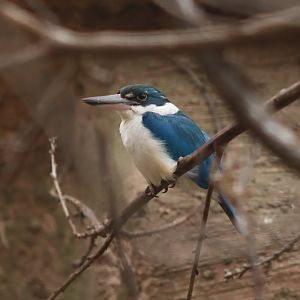 Collared Kingfisher - 7 July 2024