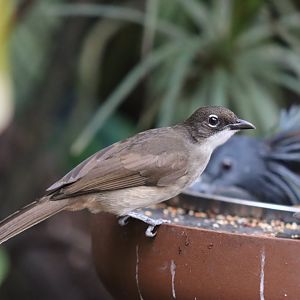 Simple Greenbul - 7 July 2024