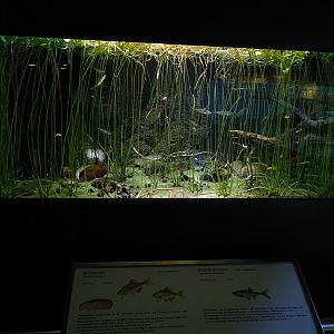 Aquarium for belica and bitterling