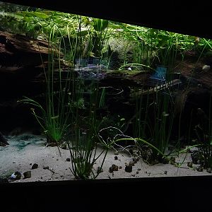 Aquarium for great crested newt and weatherfish