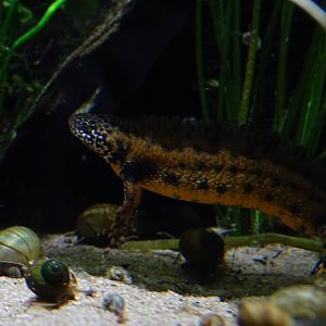 Great crested newt (Triturus cristatus)
