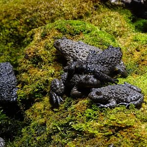 Yellow-bellied toad (Bombina variegata)