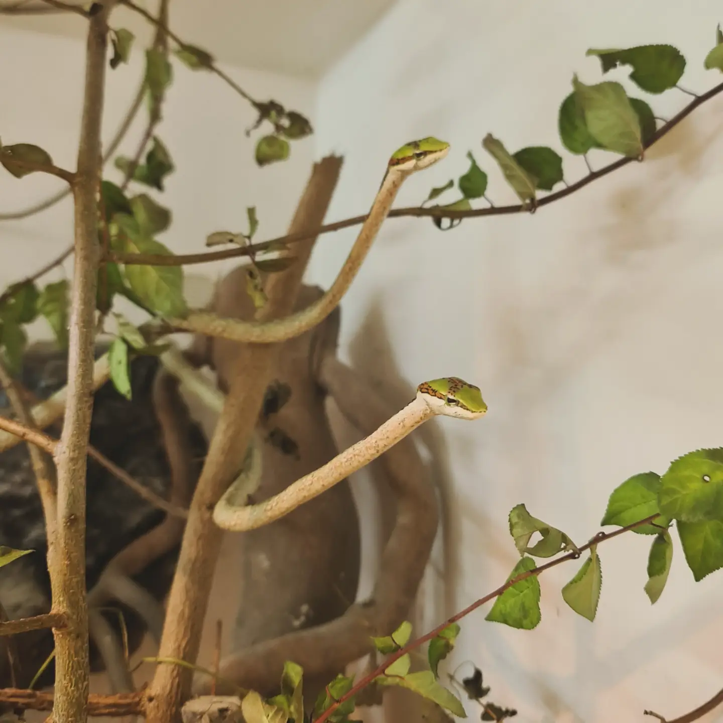 Southern vine snakes