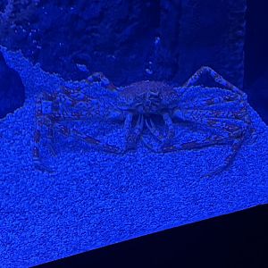 Moody Gardens Aquarium