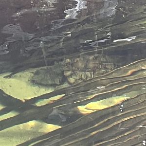 Moody Gardens Rainforest