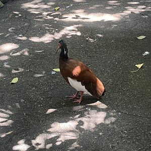Moody Gardens Rainforest