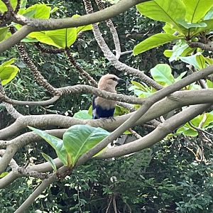 Moody Gardens Rainforest