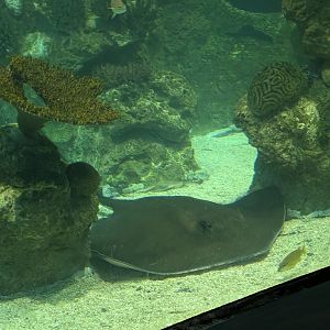 Southern Stingray