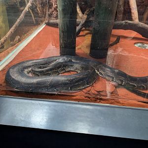 Burmese Python