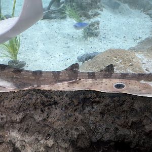 White-spotted Bamboo Shark and Epaulette Shark