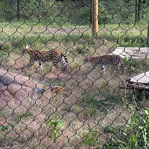 Serval mom and young