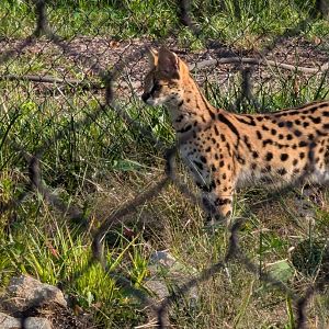 Serval juvenile
