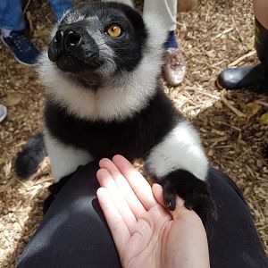 Wellington Zoo | Black and White Ruffed Lemur