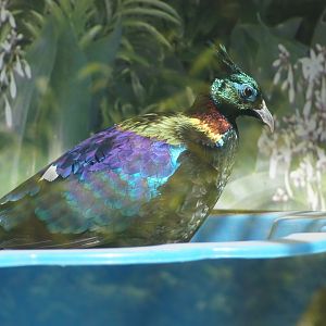 Wellington Zoo | Himalayan Monal in Paddling Pool