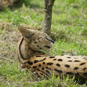 Wellington Zoo | Serval