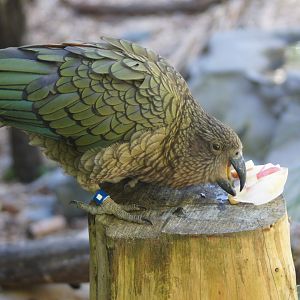 Wellington Zoo | Kea with Ice Block Enrichment