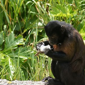 Wellington Zoo | Brown Capuchin Eating Caught Bird