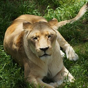 Wellington Zoo | Djane the African Lion