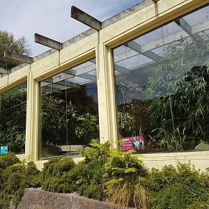 Wellington Zoo | Himalayan Monal and Derbyan Parakeet Aviary