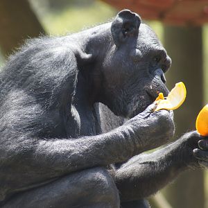 Wellington Zoo | Chimpanzee Eating Orange