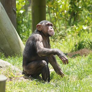 Wellington Zoo | Kitwe the Chimpanzee Waiting to Catch Fruit