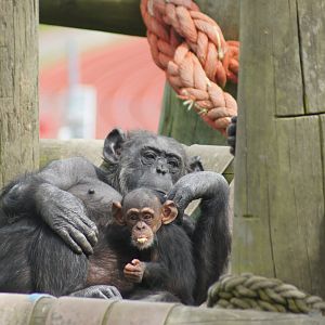 Wellington Zoo | Sally and Akida the Chimpanzees