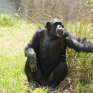 Wellington Zoo | Samantha the Chimpanzee Waiting to Catch Fruit