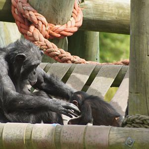 Wellington Zoo | Sally and Akida the Chimpanzees