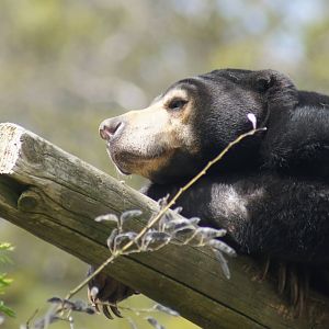 Wellington Zoo | Sasa the Sun Bear