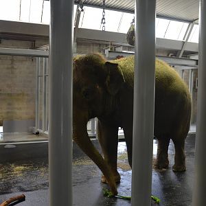 Auckland Zoo | Asian Elephant Backstage