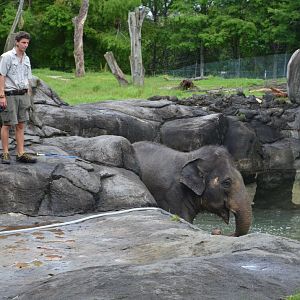 Auckland Zoo | Asian Elephant Burma in Pool
