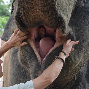 Auckland Zoo | Asian Elephant Burma Opening Mouth
